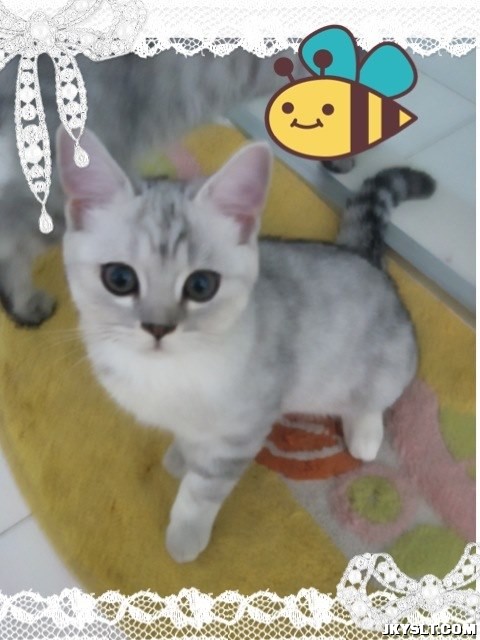 ȵİ
