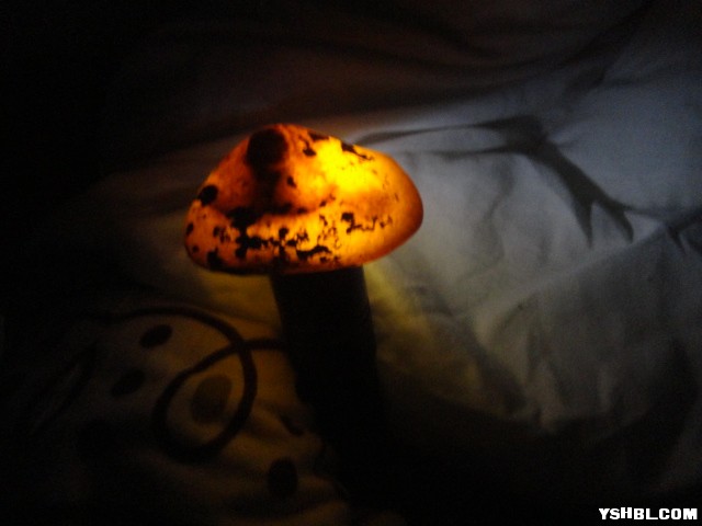 DSC01100.JPG